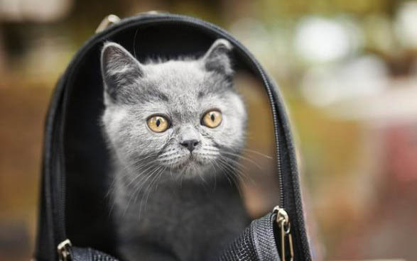 猫几个月能生育