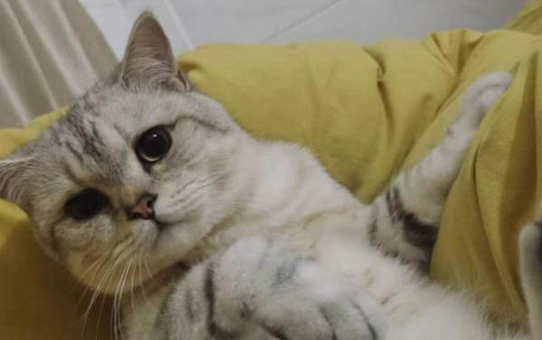 猫水多久换一次