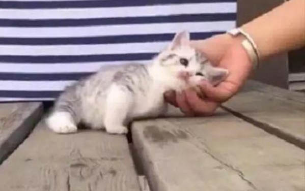 猫咪为什么到处蹭脖子咬人呢