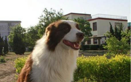 狗狗犬瘟多久可以用试纸测出来