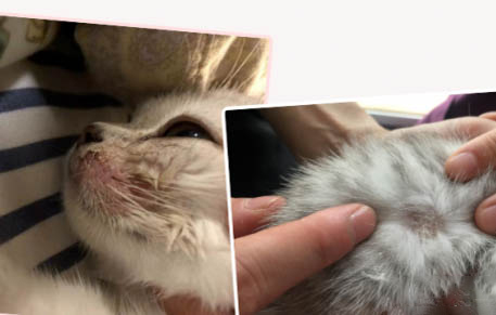 猫咪回家后不吃东西?这可能是原因