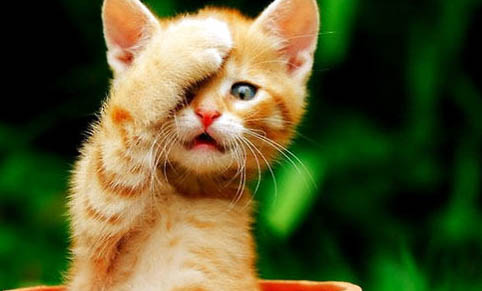 路边的猫为什么不能捡