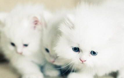 猫猫吐黄水的原因及处理方法