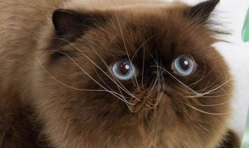 猫咪为什么会得猫瘟呢