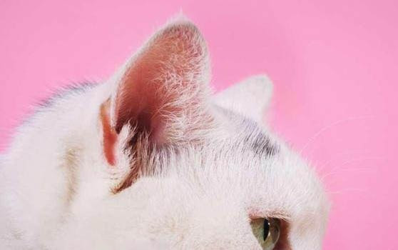 怎么带猫咪牵引绳