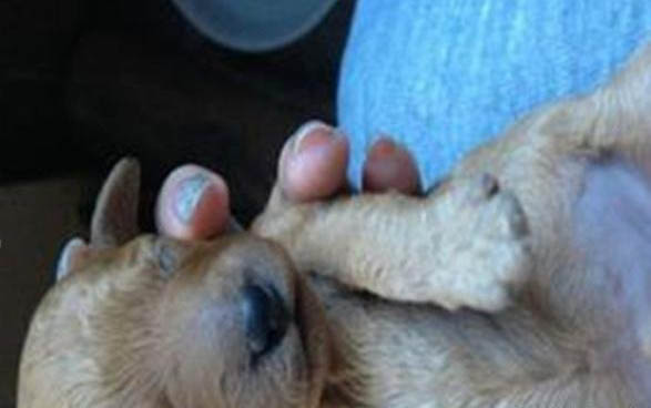 狗狗膀胱炎有哪些症状?