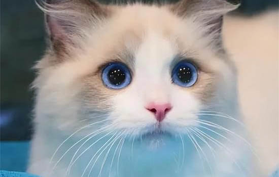 猫咪为什么喜欢让人睡觉的原因