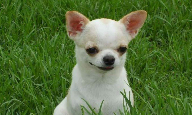 小型犬有哪些？
