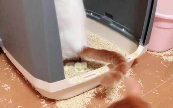 小猫感冒了怎么办？
