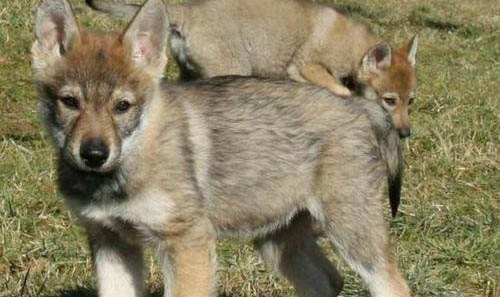 捷克狼犬在中国哪些地方可以养