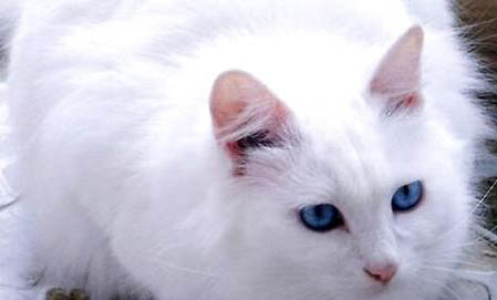 白毛蓝眼睛的猫都有哪些品种