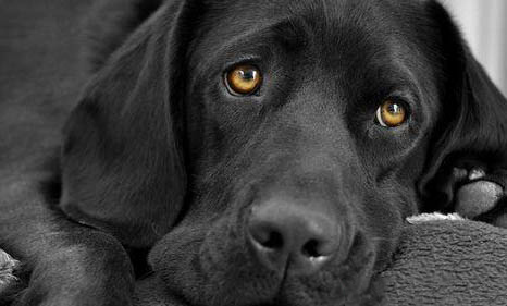 拉布拉多幼犬怎么喂养呢