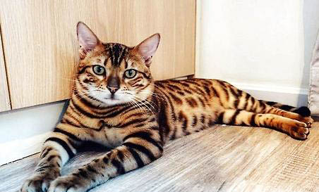 猫可以喝酸奶吧