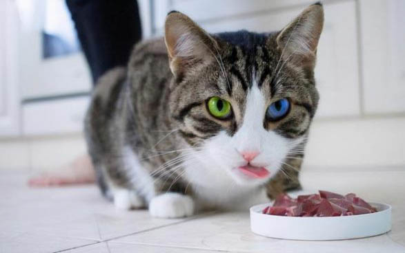 猫咪不喝羊奶粉是为啥