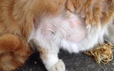 猫咪阵痛多久才能生产