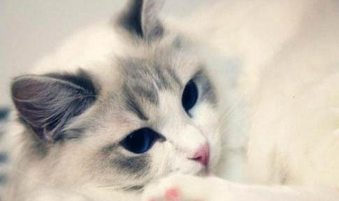 猫咪鼻子流水是怎么回事呢