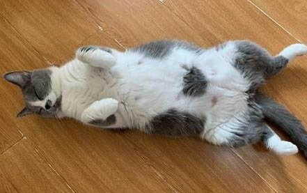 猫咪多久可以打疫苗