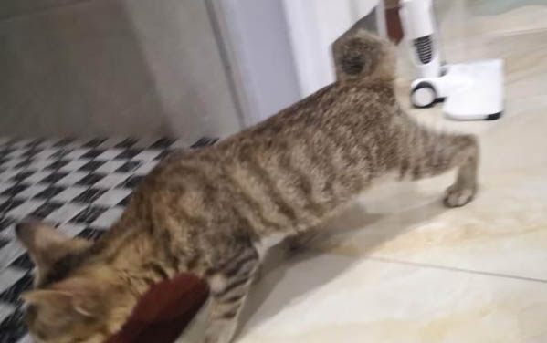 猫咪驱虫后吐黄水是为什么