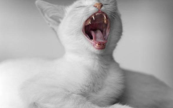 小猫咪多久睁眼
