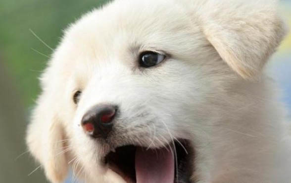 狗狗甲亢能活多久啊