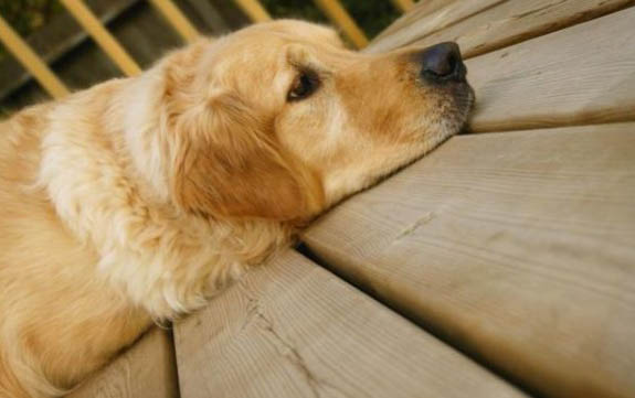 在哪里打狂犬疫苗