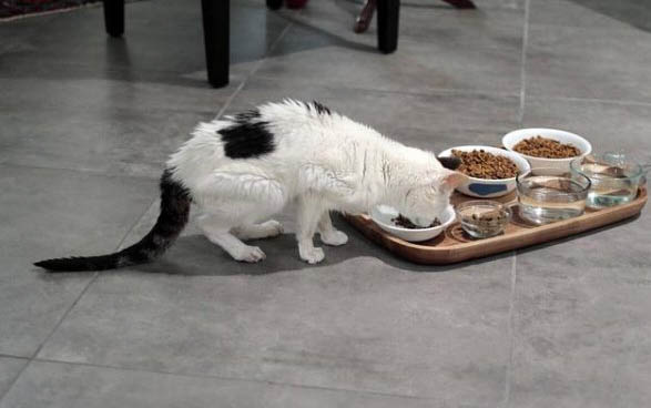 猫咪肠胃炎吃什么药好得快