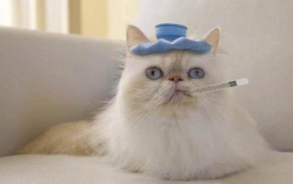 猫咪可以吃狗粮吗?