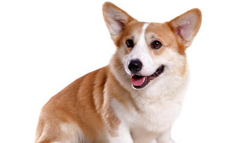 柯基和柴犬哪个好养