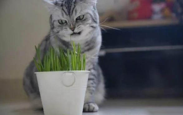 跟猫咪一起睡觉的危害