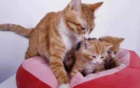 猫咪可不可以吃香蕉啊
