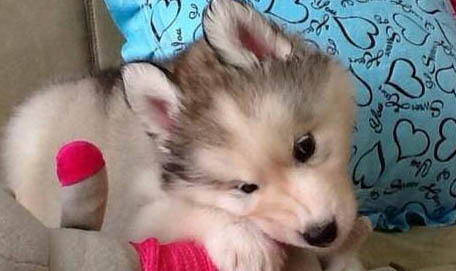 阿拉斯加犬脱毛吗