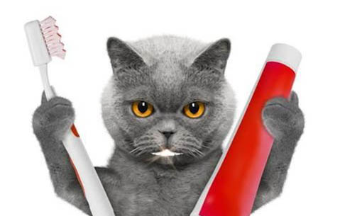 猫咪益生菌哪个牌子好?
