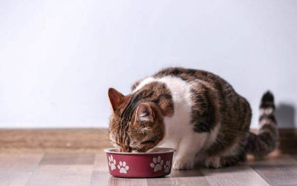 小猫总是流眼泪是怎么回事啊