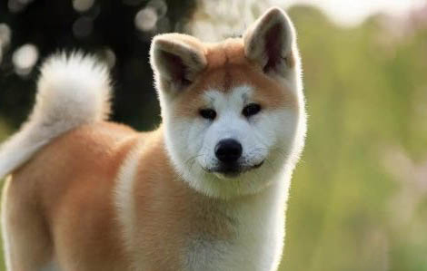柴犬和秋田犬哪个好养