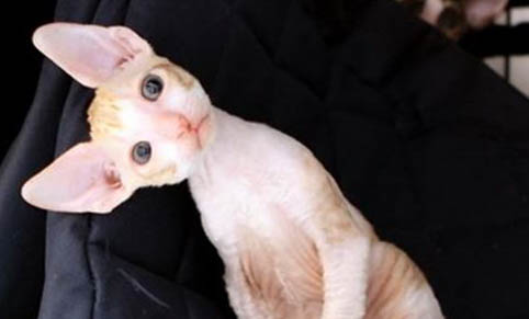 猫咪下巴有红点可以擦红霉素软膏吗