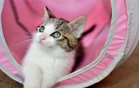 小猫心脏肥大