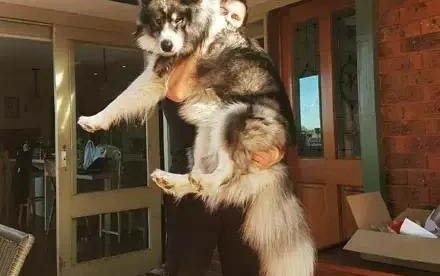 阿拉斯加犬性格