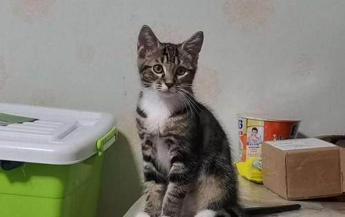 刚出生的小猫多久可以抱走