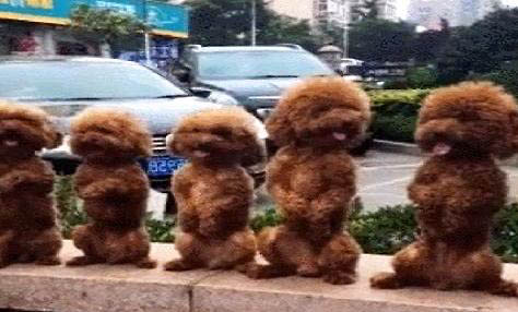 泰迪狗怎么训练大小便