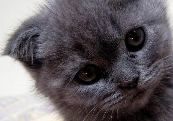 蓝猫英短什么时候发腮