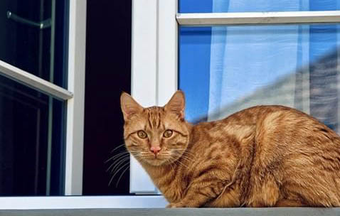 猫咪几个月才算成年