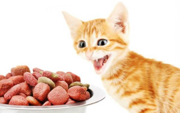 猫咪万万不可以吃的食物都有哪些