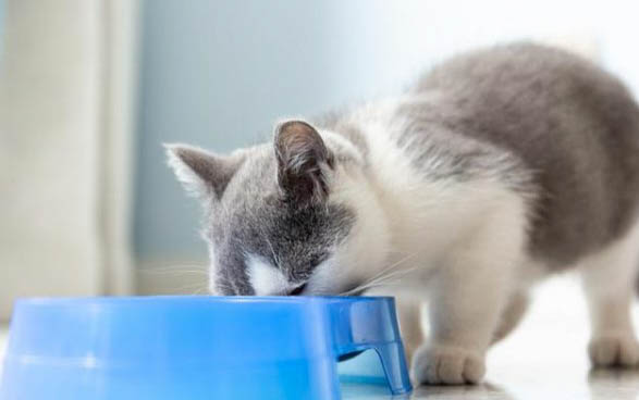 猫咪为什么总舔自己的屁股
