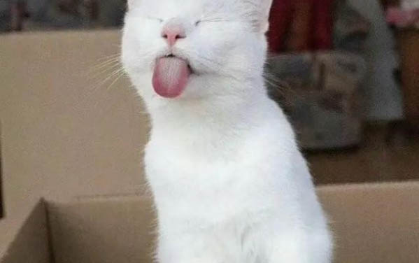 猫咪的耳朵的作用有哪些