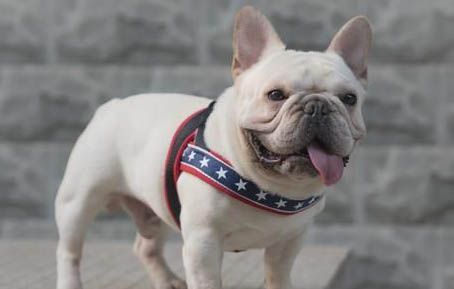 棉花面纱犬哪里有卖