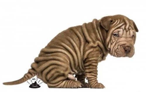 刚出生的幼犬怎么养比较好
