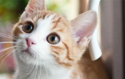 猫咪不爱喝水怎么引导