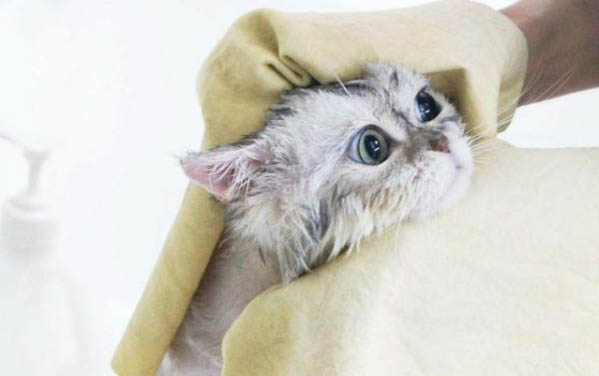 猫毛的根部有黑色颗粒