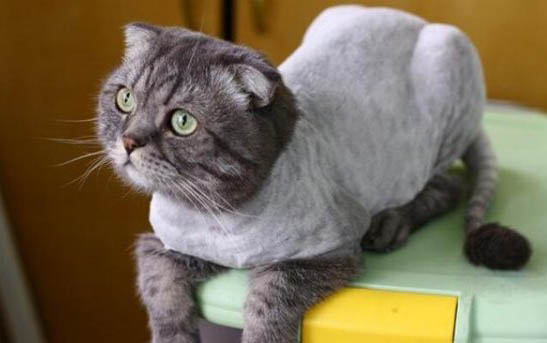 猫咪猫藓后有黑色结痂是什么原因