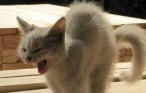 猫身上有跳蚤怎么办啊